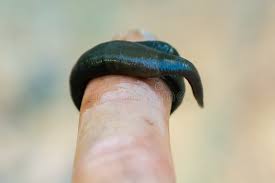 Attēlu rezultāti vaicājumam “Haemopis sanguisuga”