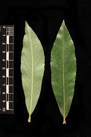 Attēlu rezultāti vaicājumam “Salix myrsinifolia leaf”