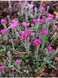 Attēlu rezultāti vaicājumam “Antennaria dioica male flower”