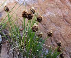 Attēlu rezultāti vaicājumam “Carex pauciflora”