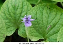 Attēlu rezultāti vaicājumam “Viola palustris leaf”
