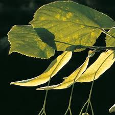 Attēlu rezultāti vaicājumam “Tilia platyphyllos subsp. platyphyllos”