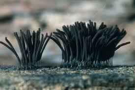 Attēlu rezultāti vaicājumam “Stemonitis fusca young”