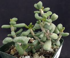 Attēlu rezultāti vaicājumam “Licea pygmaea sessile”