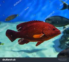 Image result for Epinephelus morio