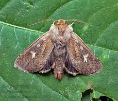 Attēlu rezultāti vaicājumam “Cerapteryx graminis”