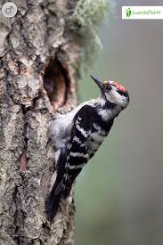 Attēlu rezultāti vaicājumam “Dendrocopos minor female”