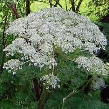 Attēlu rezultāti vaicājumam “Selinum carvifolia”