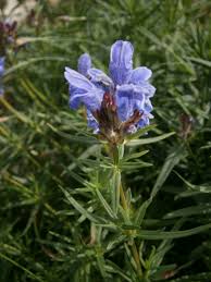 Attēlu rezultāti vaicājumam “Dracocephalum ruyschiana”