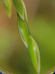 Attēlu rezultāti vaicājumam “Milium effusum flower”