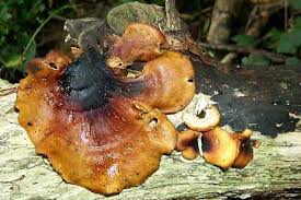 Attēlu rezultāti vaicājumam “Polyporus badius”