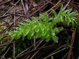 Attēlu rezultāti vaicājumam “Plagiomnium”