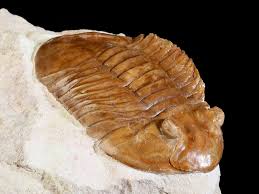 Attēlu rezultāti vaicājumam “Laccognathus panderi”