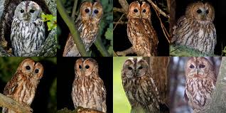 Attēlu rezultāti vaicājumam “Strix aluco female”