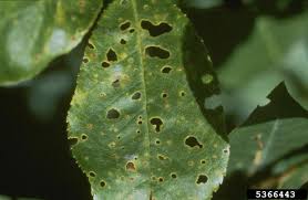 Attēlu rezultāti vaicājumam “Comatricha fragilis stalked”