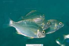 Image result for Pomadasys incisus