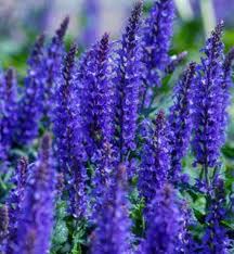 Attēlu rezultāti vaicājumam “Salvia nemorosa flower”