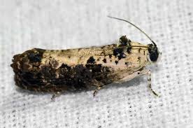 Attēlu rezultāti vaicājumam “Hedya salicella”