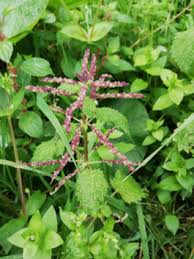 Attēlu rezultāti vaicājumam “Urtica dioica flower”