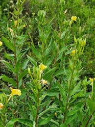 Image result for Oenothera biennis