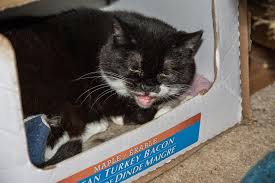 Image result for invisible cat