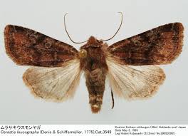 Attēlu rezultāti vaicājumam “Cerastis leucographa”