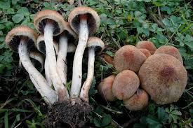 Attēlu rezultāti vaicājumam “Psathyrella lacrymabunda”