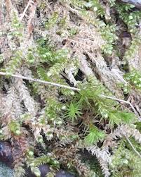 Attēlu rezultāti vaicājumam “Breidleria pratensis”