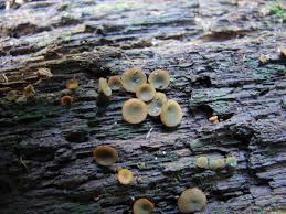 Attēlu rezultāti vaicājumam “Chlorencoelia versiformis”