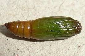 Attēlu rezultāti vaicājumam “Eupithecia exiguata”