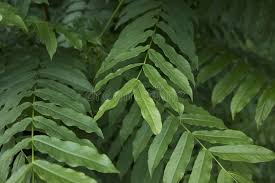 Attēlu rezultāti vaicājumam “Pterocarya fraxinifolia leaf”