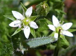 Attēlu rezultāti vaicājumam “Arenaria serpyllifolia flower”