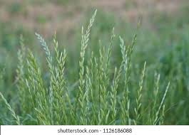 Attēlu rezultāti vaicājumam “Lolium perenne”