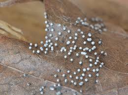 Attēlu rezultāti vaicājumam “Didymium minus”