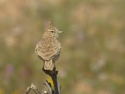 Attēlu rezultāti vaicājumam “Galerida cristata adult”