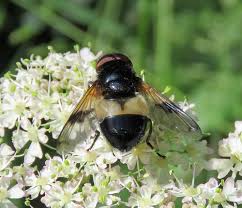 Attēlu rezultāti vaicājumam “Volucella pellucens”