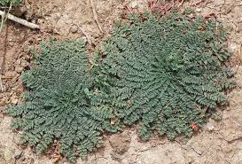 Attēlu rezultāti vaicājumam “Erodium cicutarium”