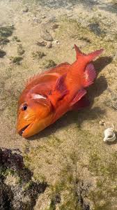Image result for Chrysoblephus laticeps