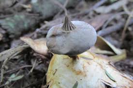 Attēlu rezultāti vaicājumam “Geastrum pectinatum”