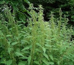 Attēlu rezultāti vaicājumam “Urtica dioica flower”