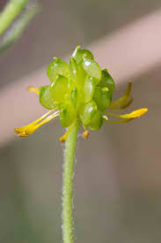 Attēlu rezultāti vaicājumam “Ranunculus cassubicus bud”