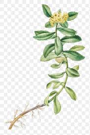 Attēlu rezultāti vaicājumam “Sedum aizoon leaf”