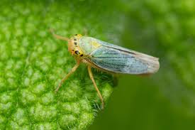 Attēlu rezultāti vaicājumam “Cicadella viridis”