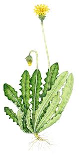 Attēlu rezultāti vaicājumam “Leontodon hispidus leaf”