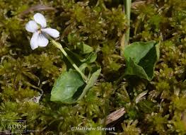 Attēlu rezultāti vaicājumam “Viola palustris leaf”
