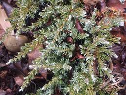 Attēlu rezultāti vaicājumam “Juniperus communis”