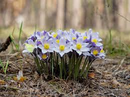 Attēlu rezultāti vaicājumam “Pulsatilla patens”