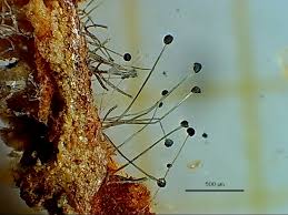Attēlu rezultāti vaicājumam “Craterium minutum cf. var. brunneum stalked”