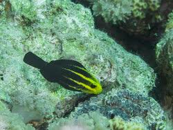 Image result for Chlorurus gibbus