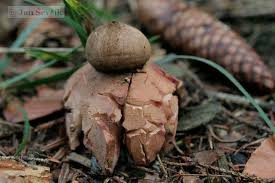 Attēlu rezultāti vaicājumam “Geastrum rufescens”